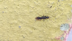 Ectatomminae