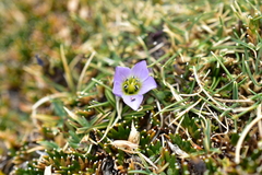 Gentianaceae