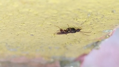 Ectatomminae