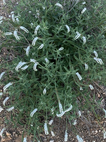 Common String-of-Stars