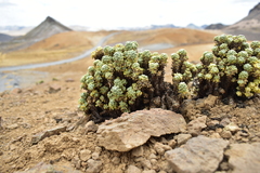 Werneria dactylophylla