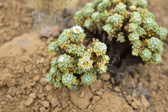 Werneria dactylophylla