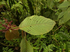 Stenostephanus