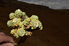 Werneria dactylophylla