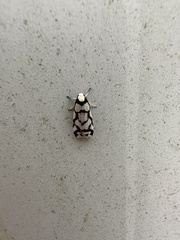 Scaptesyle dichotoma