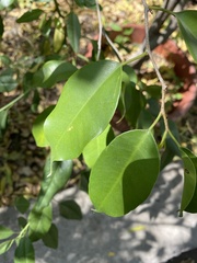 Ficus benjamina