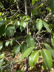 Ficus benjamina