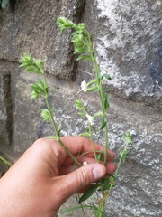 Silene dichotoma