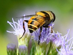 Palpada pusilla