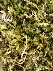 Homalothecium fulgescens