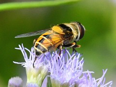 Palpada pusilla
