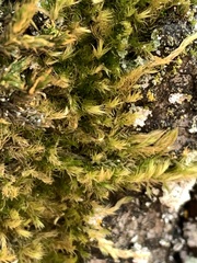 Homalothecium fulgescens