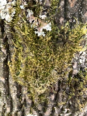 Homalothecium fulgescens