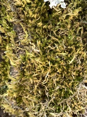 Homalothecium fulgescens