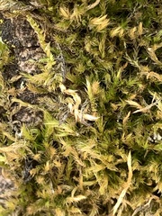 Homalothecium fulgescens