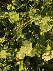 Geranium rotundifolium