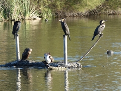 Phalacrocorax carbo