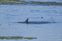 Prochilodus lineatus