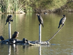 Phalacrocorax carbo