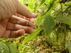 Kohleria affinis