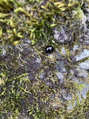 Chilocorus stigma