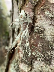 Ramalina farinacea