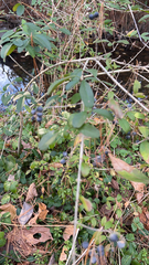 Ligustrum quihoui