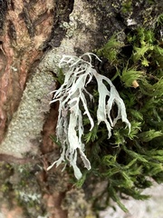 Ramalina farinacea