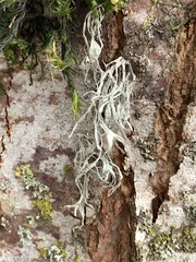 Ramalina farinacea