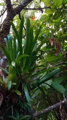 Aechmea mertensii