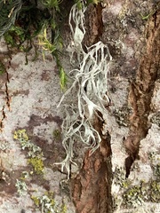 Ramalina farinacea