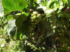Schinus latifolia