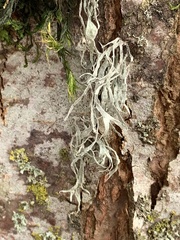 Ramalina farinacea