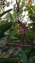 Aechmea mertensii