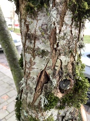 Ramalina farinacea