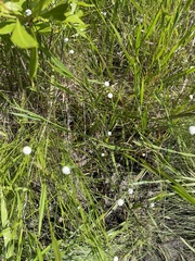 Eriocaulon