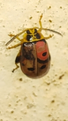 Alagoasa nigromaculata