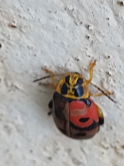 Alagoasa nigromaculata