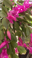 Schlumbergera truncata