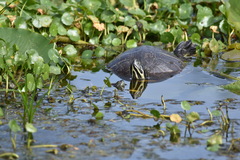 Pseudemys