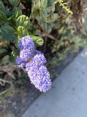 Ceanothus thyrsiflorus