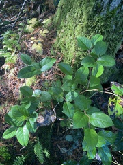 Cameraria gaultheriella