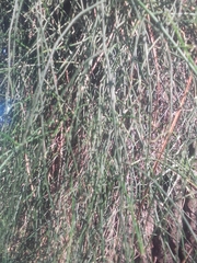 Ephedra tweedieana