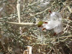 Funastrum hirtellum