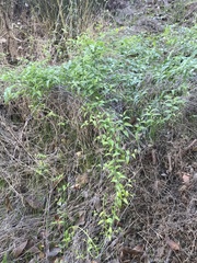 Asparagus asparagoides