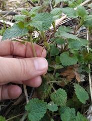 Lamium
