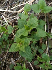 Lamium