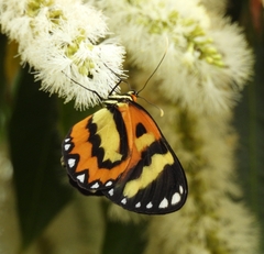 Placidina euryanassa