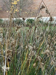 Juncus effusus