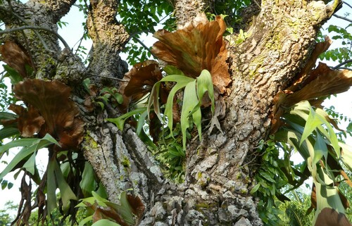 triangle staghorn fern